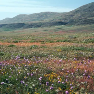 Dichelostemma, West of Rancho Nuevo, Santa Cruz Island