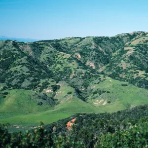Coastal sage scrub/chaparral, north of Stanton Ranch, Santa Cruz Island