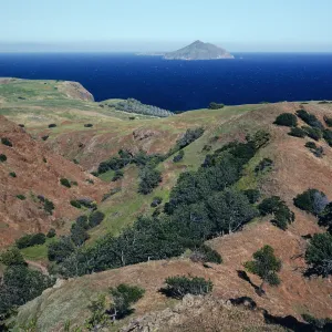 Lyonothamnus, Upper Smugglers Canyon, Santa Cruz Island