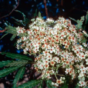 Lyonothamnus, Santa Cruz Island