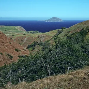 Lyonothamnus, Smugglers Canyon, Santa Cruz Island