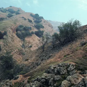 Lyonothamnus, West side of middle fork of Lady's Canyon (between groves #91 & 105), Santa Cruz Island