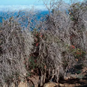 Lyonothamnus grove #163b, 1 miles east of PK 2113 on north side, Santa Cruz Island