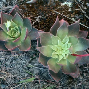Dudleya candelabrum, north side of Las Torres, Santa Cruz Island