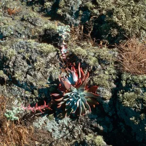 Dudleya greenei, West Point Ridge, Santa Cruz Island