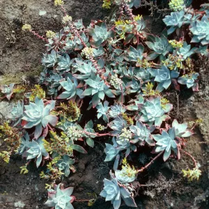 Dudleya greenei, bluffs Northeast of West Point, Santa Cruz Island