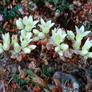 Dudleya nesiotica, Fraser Point, Santa Cruz Island