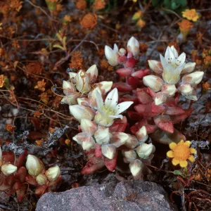 Dudleya mesotica, Fraser Point, Santa Cruz Island