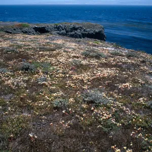Dudleya nesiotica, Fraser Point, Santa Cruz Island