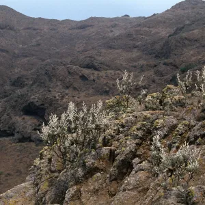 Harzardia detonsa, hike to Î” John, Santa Cruz Island