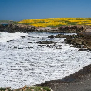 Lasthenia, Fraser Point, Santa Cruz Island