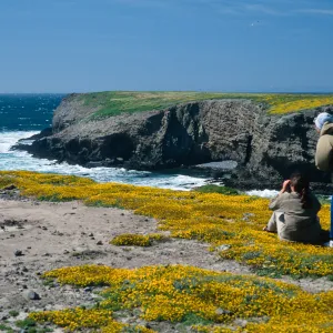 Lasthenia, Fraser Point, Santa Cruz Island