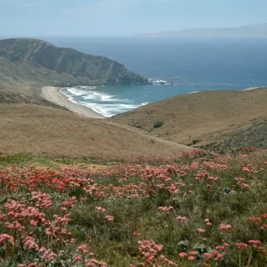 Eriogonum grande rubescens, overlooking Sauces Beach, Santa Cruz Island