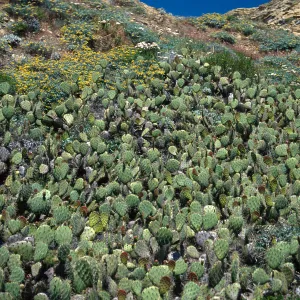 Opuntia oricola, 1st large canyon, West of barge landing at Daytona Beach, San Nicolas Island