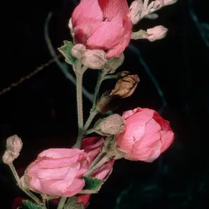 Malacothamnus fasciculatus nesioticus, Santa Cruz Island (duplicate slide)