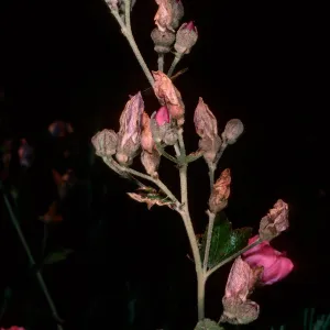 Malacothamnus fascicuatus var. nesioticus, Christy Ranch, Santa Cruz Island