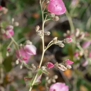 Malacothamnus fascicuatus var. nesioticus, Christy Ranch outhouse, Santa Cruz Island