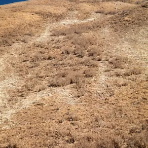 Silybum covered hillside above China Harbor, Santa Cruz Island