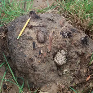 fossil pine cones, CaÃ±ada de Los Sauces, Santa Cruz Island