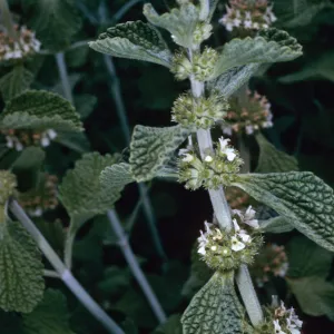 Marrubium vulgare, road to Coches, Santa Cruz Island