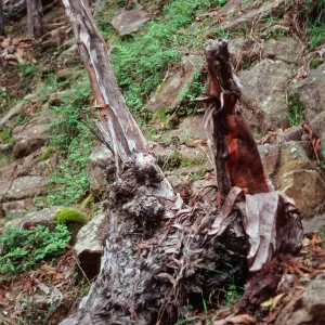 lateral roots on fallen Lyonothamnus - grove, up fork in 1st canyon, West of Prisoners Harbor, Santa Cruz Island