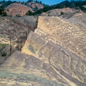 sheep damage, upper Laguna - upper sauces Road, Santa Cruz Island