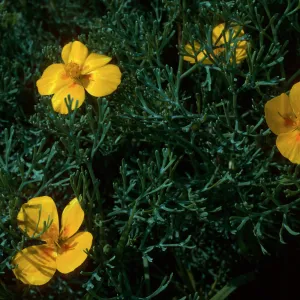 Eschscholzia ramosa, SJ#4510, South Todos Santos Island