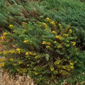 Hemizonia, South Todos Santos Island