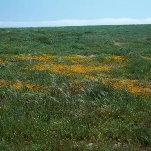Stipa pulchra/Lasthenia, mesa, West of Building 121/137, San Nicolas Island