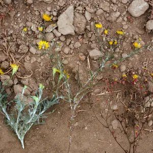 Malacothrix incana, M. polycephala + hybrid, SN-947, San Nicolas Island