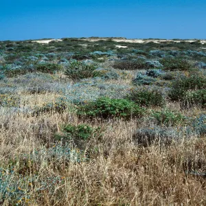 Terrace by airfield, San Nicolas Island
