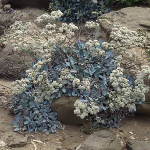 Eriogonum grande timorum,1st canyon west of south Range, marker poles, San Nicolas Island