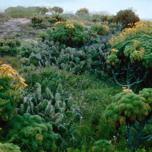 Coreopsis, Opuntia (Prickly-pear), NE coastal flats, San Nicolas Island