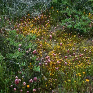 Lasthenia, Orthocarpus, mesa just SW of airfield, San Nicolas Island