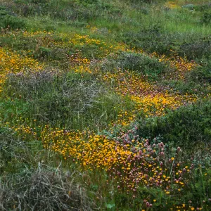 Lasthenia, mesa just SW of Airfield, San Nicolas Island