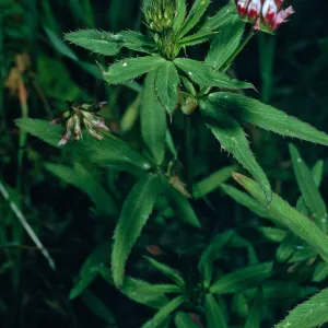 Trifolium palmeri, NE coastal flats, San Nicolas Island