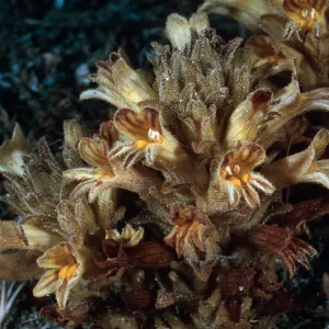 Orobanche parishii brachyloba, near Cattail Canyon, San Nicolas Island