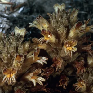 Orobanche parishii brachyloba, near Cattail Canyon, San Nicolas Island