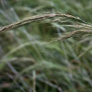 Stipa diegoensis, north escarpment, just east of â€˜L' Canyon, San Nicolas Island