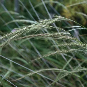 Stipa diegoensis, north escarpment, just east of â€˜L' Canyon, San Nicolas Island