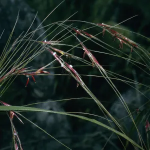 Stipa pulchera, SN-1058, NE coastal flats, San Nicolas Island