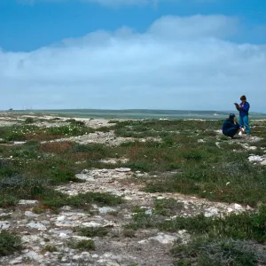 Caliche vegetation, south side of mesa along Skyline Drive, San Nicolas Island