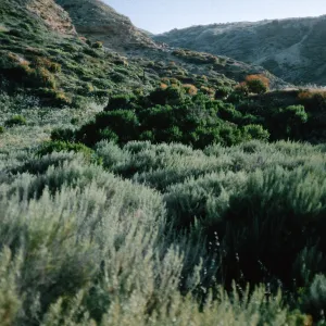 Artemisia nesiotica, 1st canon west of Celery Canyon, San Nicolas Island