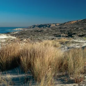 Ammophila, Thousand Springs Road, North shore, San Nicolas Island