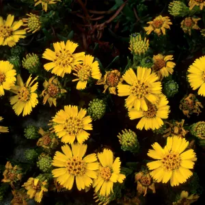 Hemizonia clementina, base of Navfac Grade, San Nicolas Island