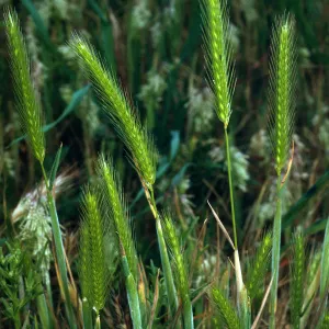 Hordeum intercedens, SN-1060, NE coastal flats, San Nicolas Island