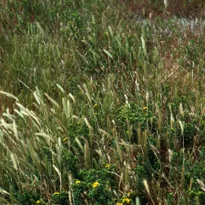 Hordeum intercedens, north side of airstrip, San Nicolas Island