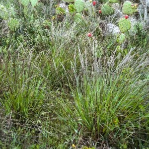 Melica, SN-792, San Nicolas Island