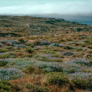 Lupinus (Lupine)/Isocoma (Goldenbush/Lotus, south side just east of Drop-off Road, San Nicolas Island