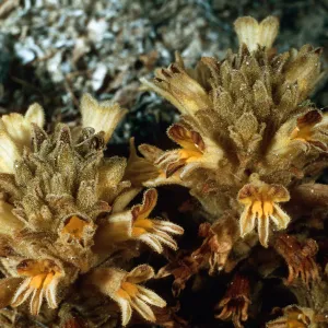 Orobanche parishii brachyloba, near Cattail Canyon, San Nicolas Island